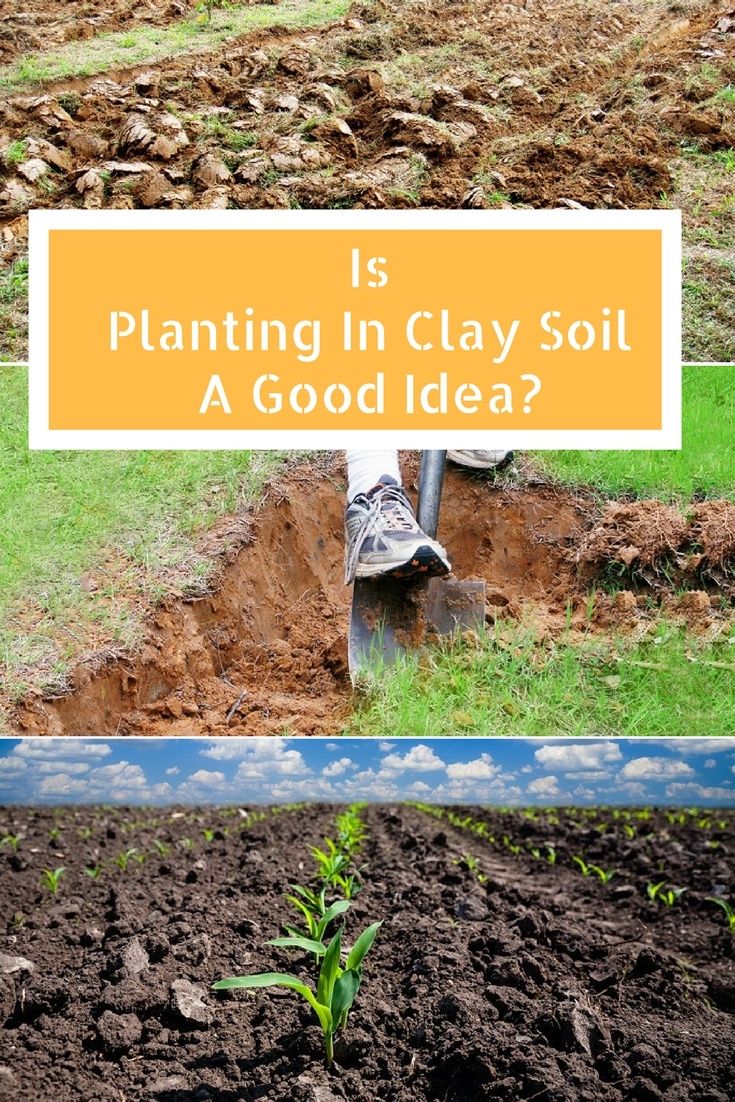 is planting in clay soil a good idea?
