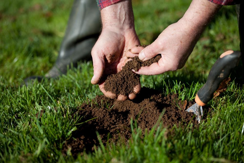 grow grass in clay soil