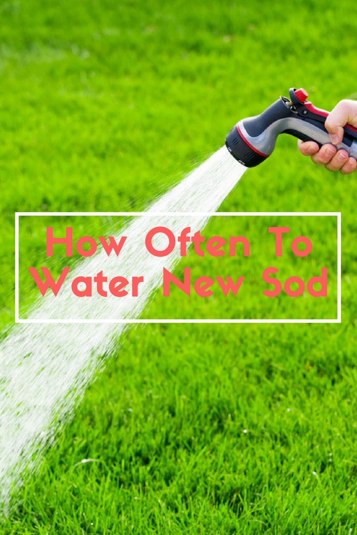 How Often To Water New Sod
