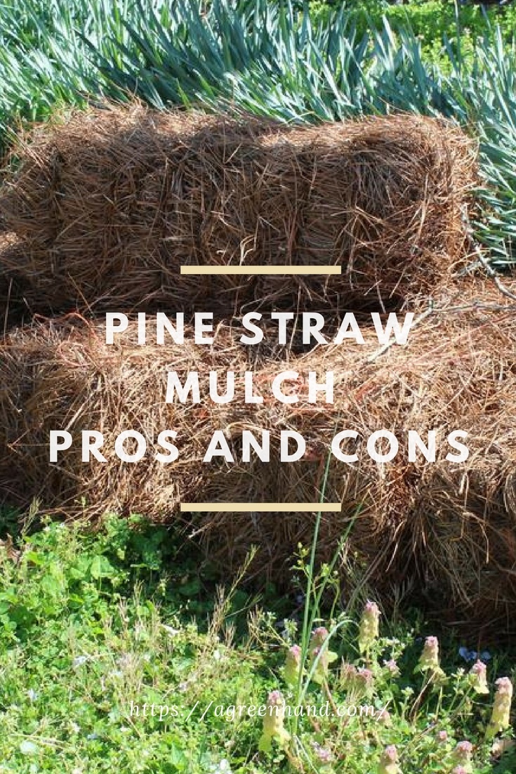 Pine Straw Mulch Pros And Cons