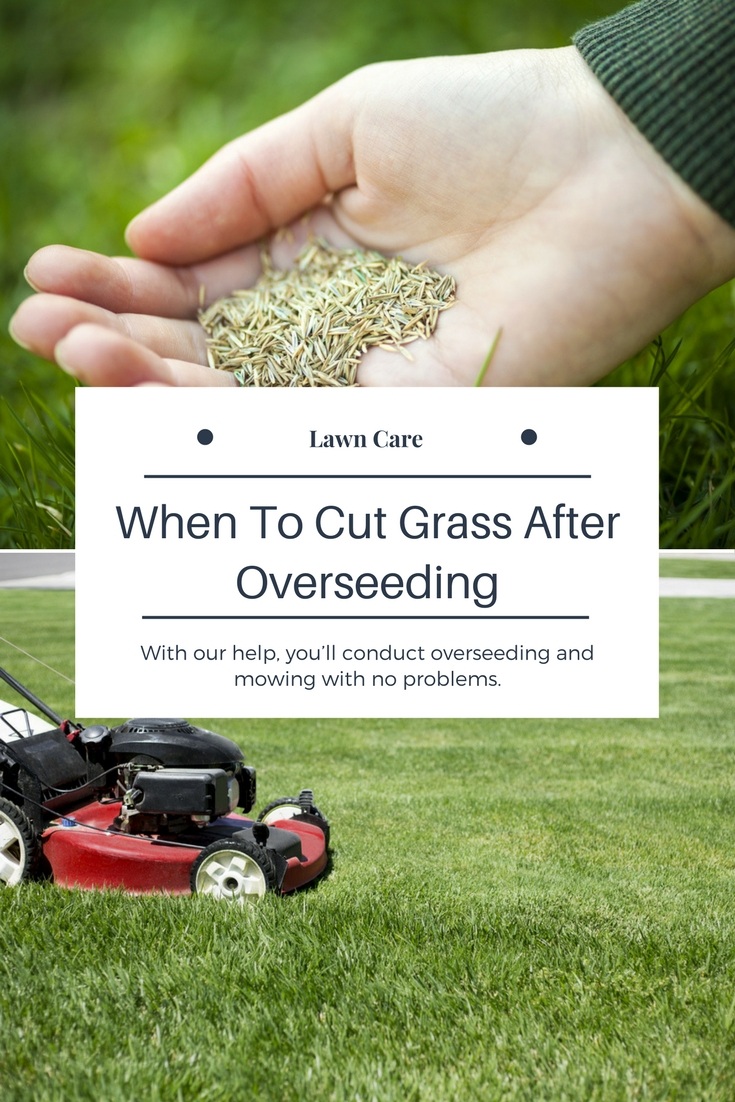 When To Cut Grass After Overseeding