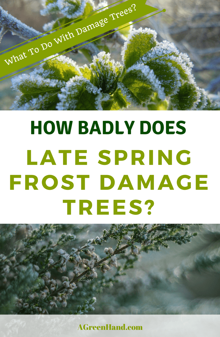 A frost can unexpectedly arrive in the late period of spring and lead to plant shock. So, how much can a late spring frost damage trees? Here, we look at the possible actions you can take to protect your trees from the onset of a late spring frost. #springgardening #frost #deathtrees #protecttrees