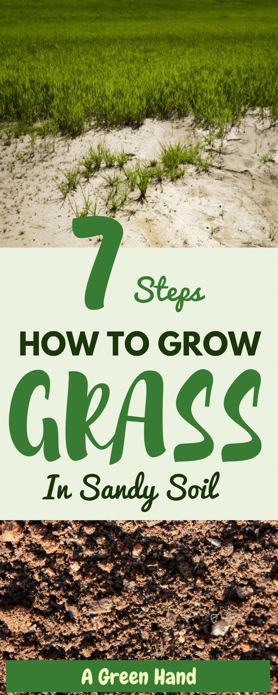 7 Steps on How To Grow Grass In Sandy Soil #lawncare #soilcare #sandysoil #gardening #agreenhand