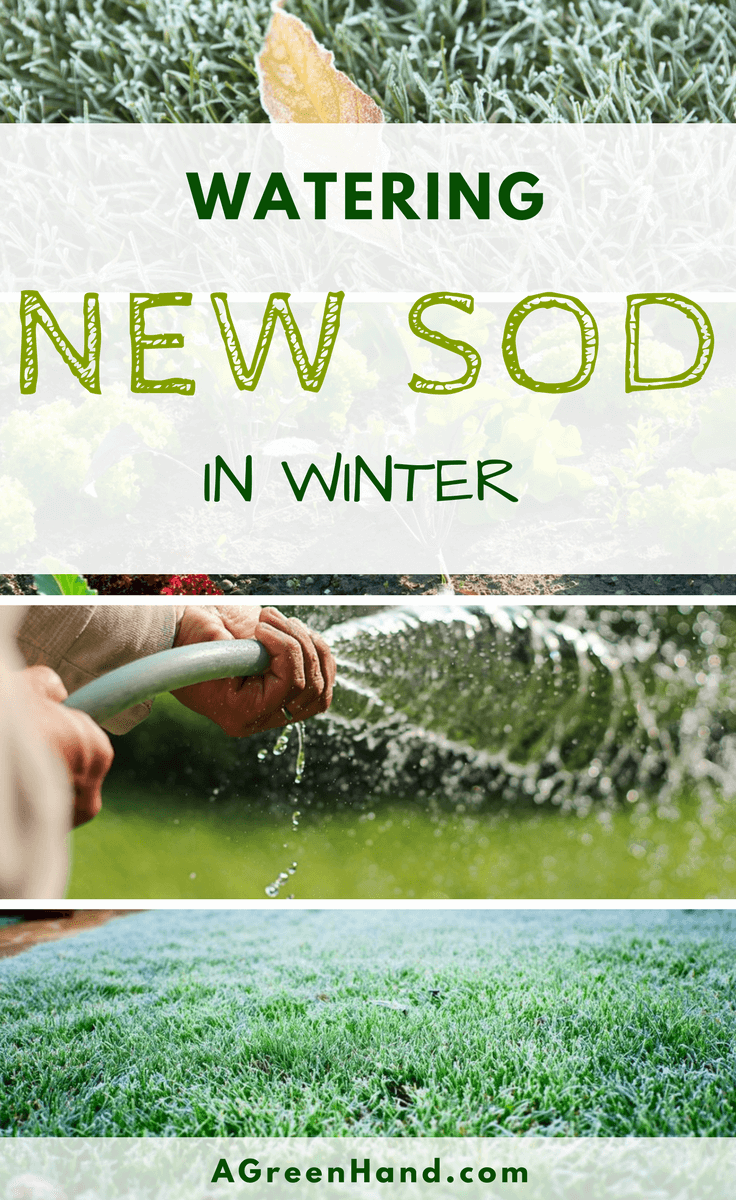 Are you worried about the survival of your sods this coming winter? Lawn maintenance varies every season. Watering new sod in winter right is important to keep them alive. #wateringsod #lawnmaintenance #wintergardening #gardening