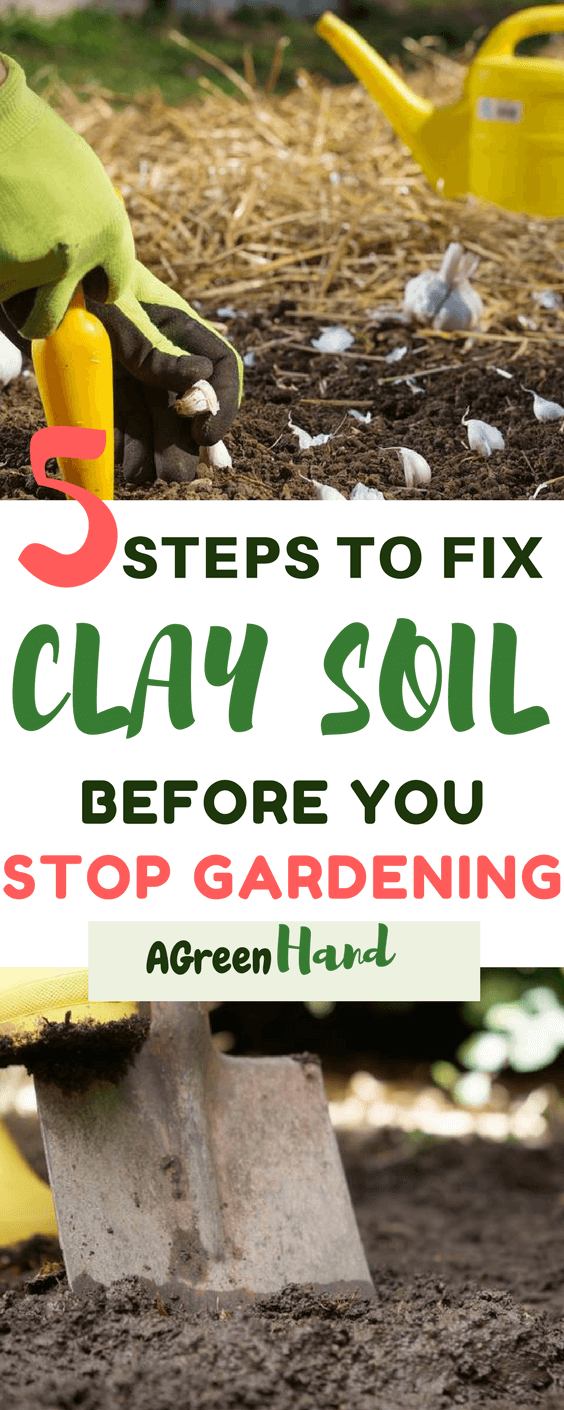 Improvement of your clay soil will take time. You cannot expect overnight results, neither did I? What you can do is follow the above steps that we mentioned and you should notice the improvement every year. You can expect a plant friendly soil in a few years.