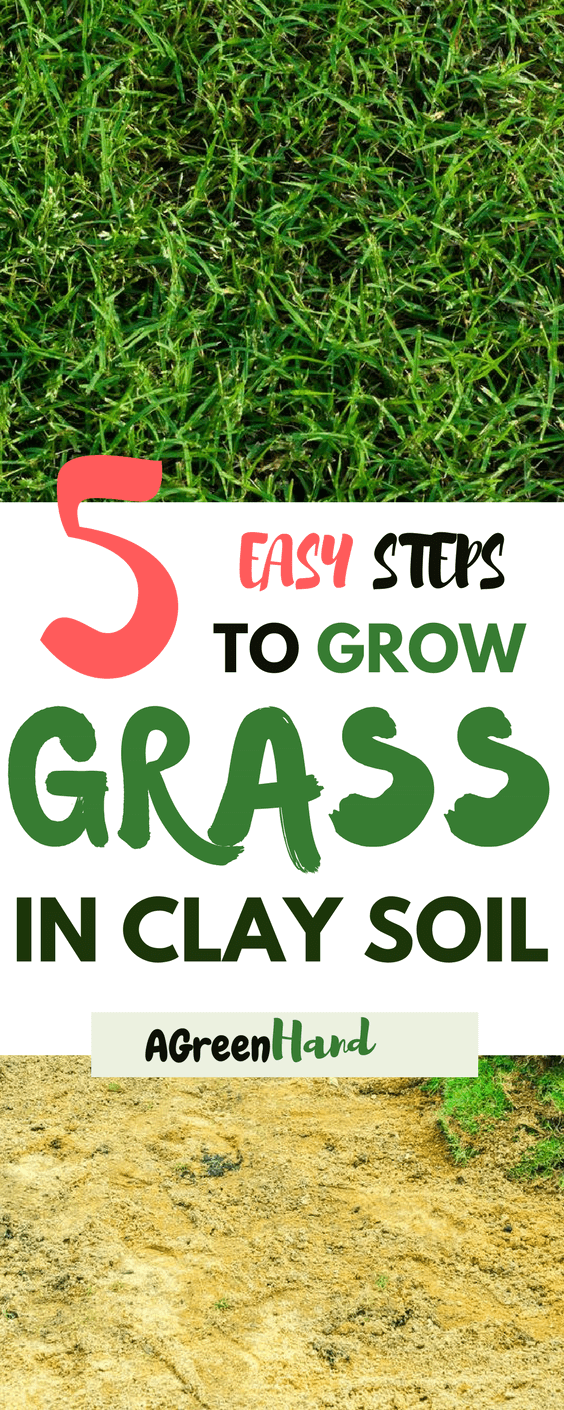 Clay soil might seem hard to work with when you need to plant grass. Everything from cultivating it to watering always appears more tedious than other soils but if you follow the easy steps above you should not have any trouble growing grass that will withstand all seasons.