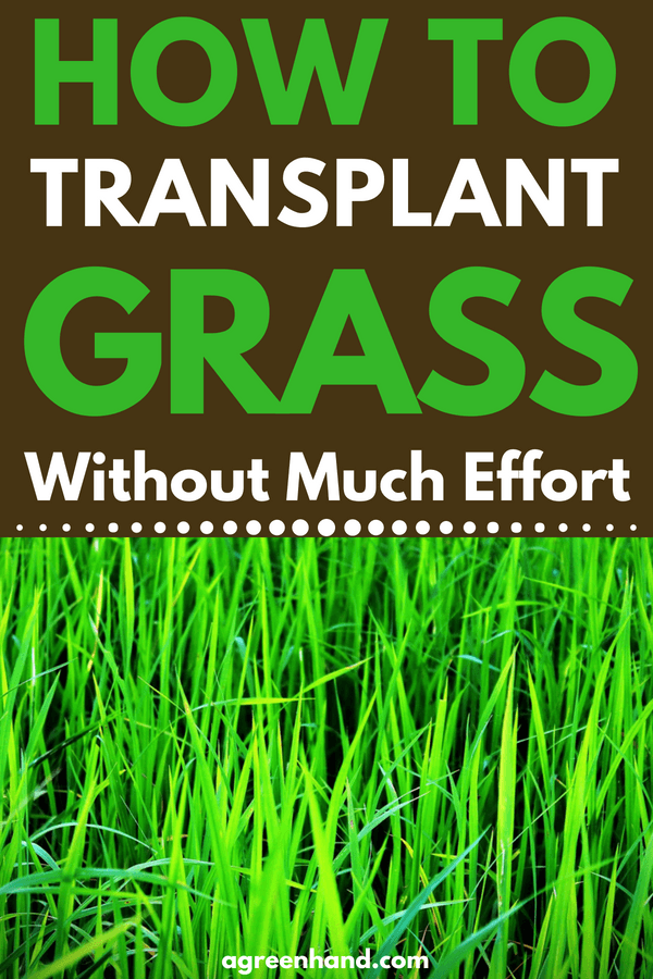 ​Transplanting grass is definitely feasible and not an extremely difficult task. You will need to do some advance planning, though. First things first. The day you choose to transplant grass should be a cloudy day as grass will not dry out.