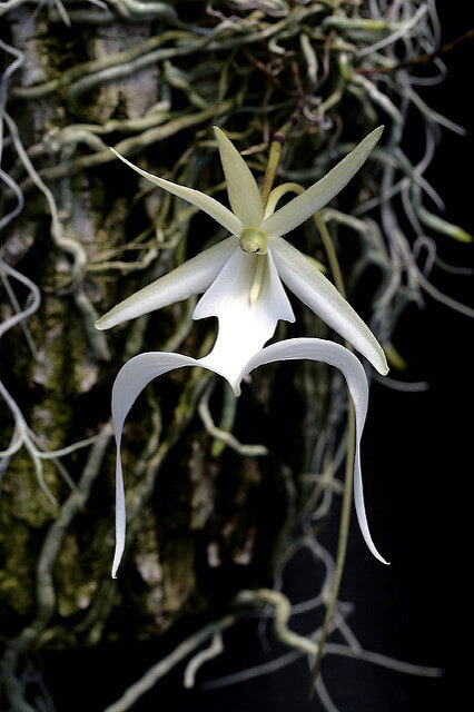 Dendrophylax Lindenii - Ghost Orchid in Florida