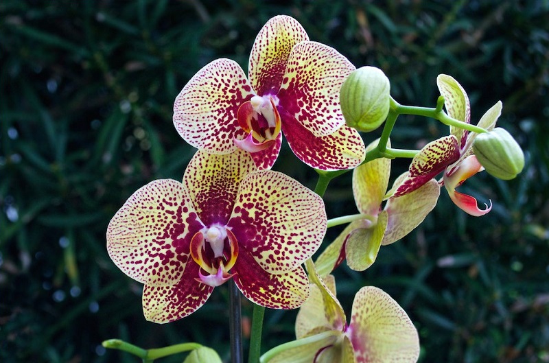 How long do orchids live