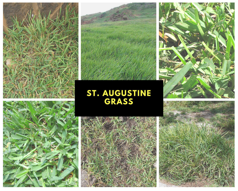 Types of St. Augustine Grass Pictures
