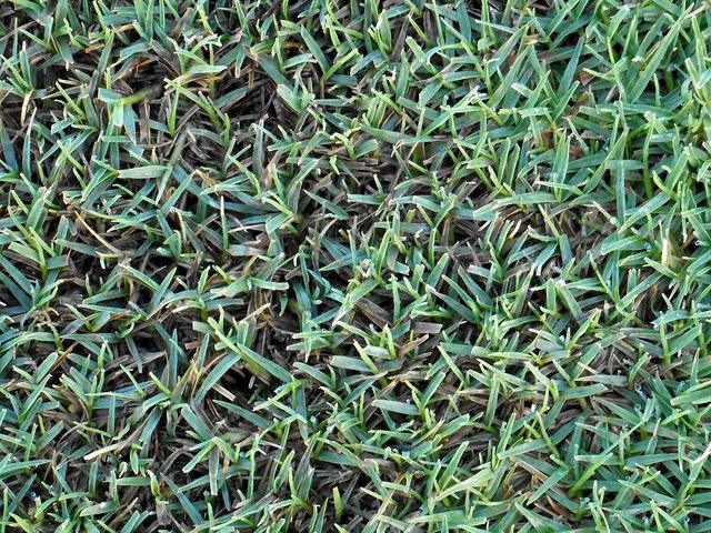 Identification of Bermuda Grass