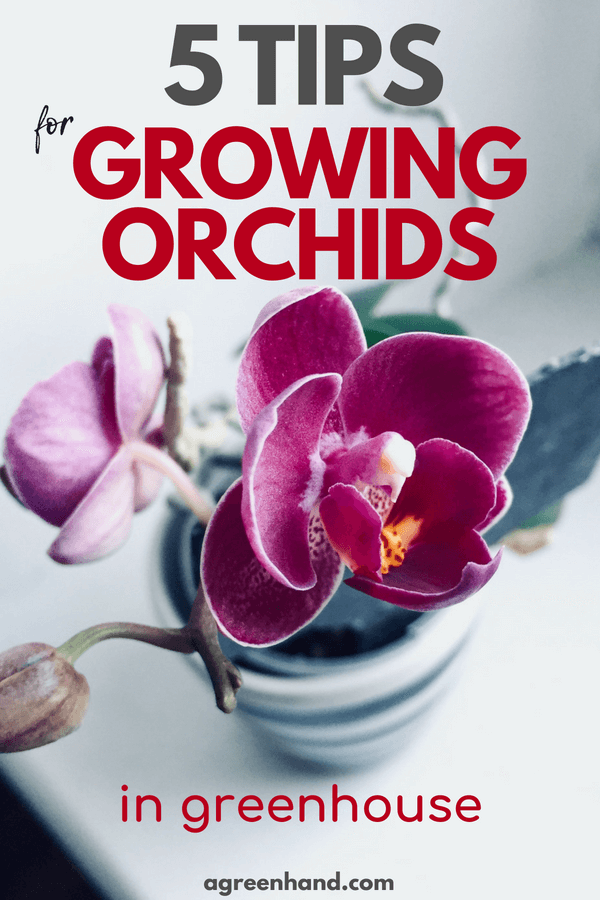 Check out 5 tips on how to grow orchids in greenhouse | Caring for orchids #orchid #garden #gardening #agreenhand