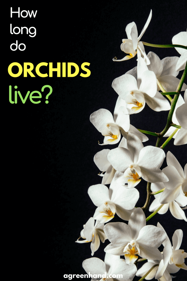 Check out this article to know the question how long do Orchids live? Caring for Orchids | How to keep orchids alive #orchid #garden #agreenhand