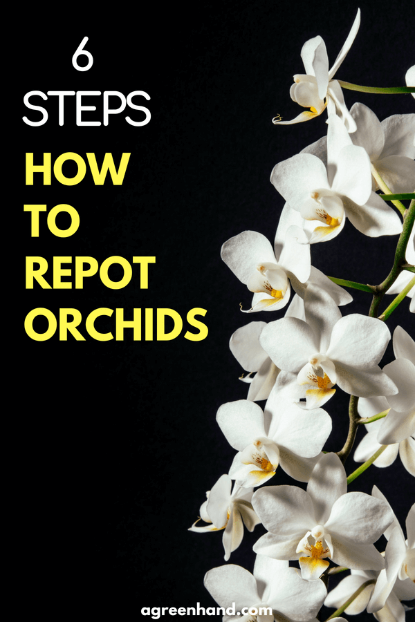 Caring for an orchid: Check out the guide on how to report an orchid in 6 steps #garden #gardening #orchid #agreenhand