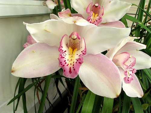 Orchids Care Tips