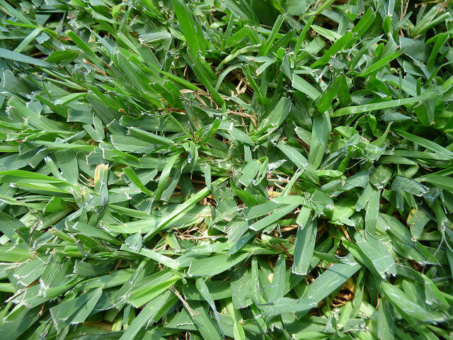 A type of St. Augustine Grass