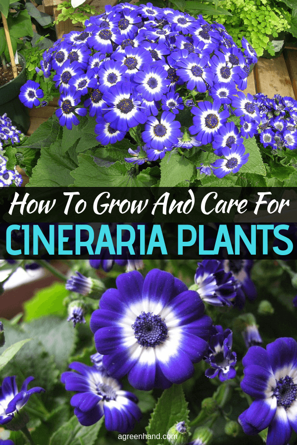 The cineraria or senecio cruentus is a brightly-colored, popular and attractive winter- or spring-flowering houseplant. Maintaining healthy cinerarias is not actually too difficult in practice. #CinerariaPlantcare #growCinerariaPlants #agreenhand #CinerariaPlants