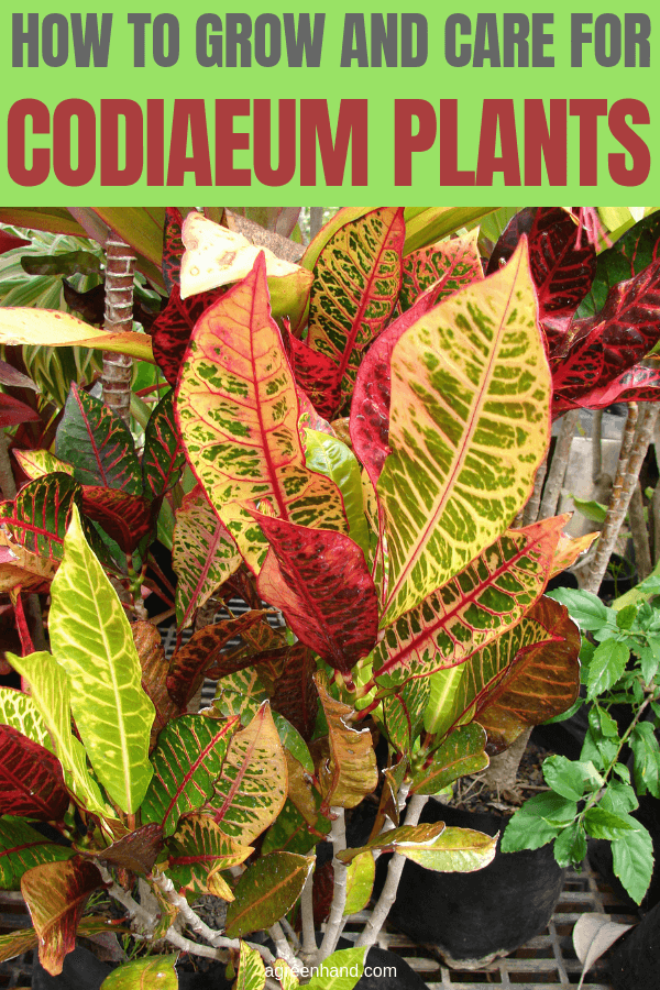 The Codiaeum or Croton is an attractive houseplant whose gaudy colors cause the plant to be either loved or hated. It does have minimum care requirements. #Codiaeumcare #Codiaeum #Codiaeumgrow #Crotoncare #agreenhand