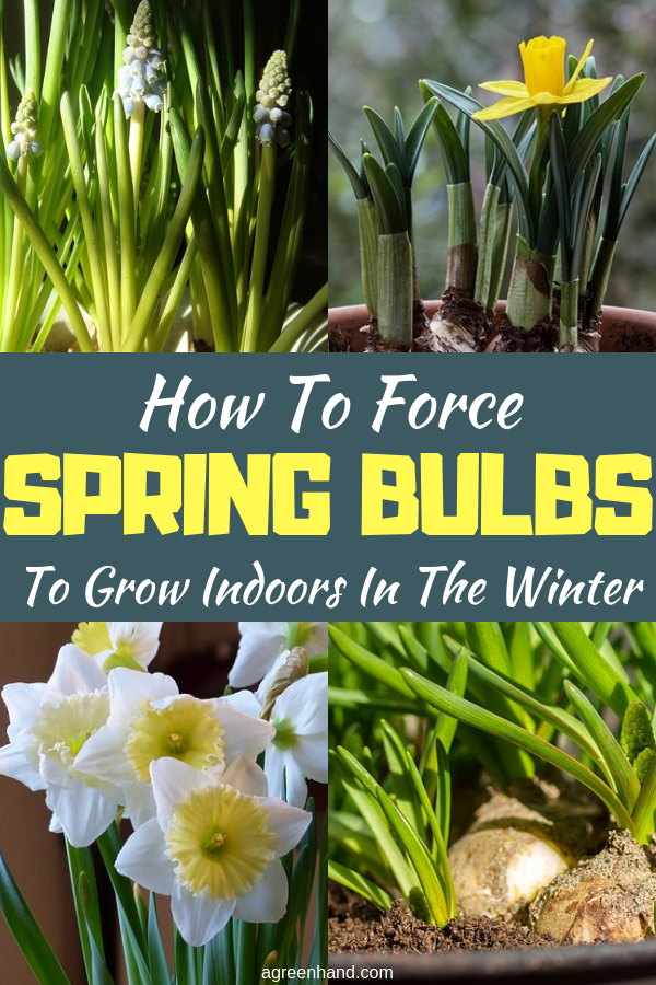 Blooming flowers in the house in the cold of winter is a great tonic, with bursts of color and scent to warm up a cold day! Grow bulbs for winter enjoyment. #ForceSpringBulbs #ForceSpringBulbsinwinter #springbulbs #agreenhand