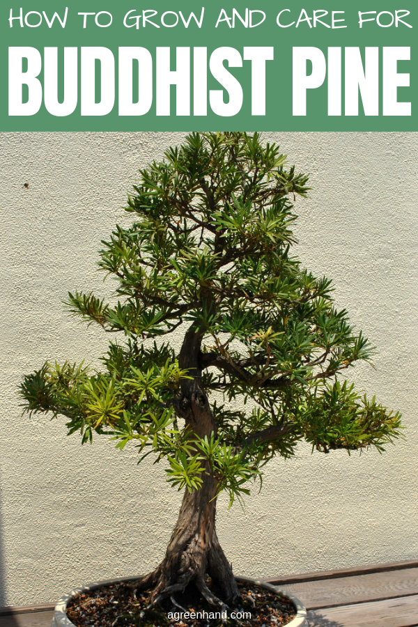 Inside as a houseplant, the Buddhist pine is a sedate grower that likes filtered sunlight. In strong, direct sun the tips of the long and slender dark-green leaves will turn brown. #buddhistpine #buddhistpinecare #buddhistpinegrow #agreenhand