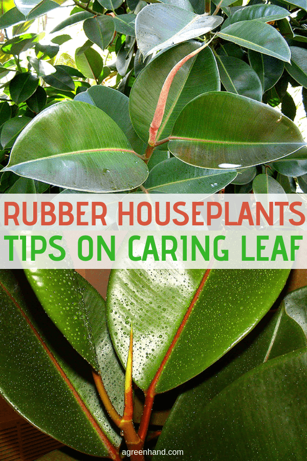 Properly caring for the leaves makes this houseplant a showcase item for home decorating. Taking care of rubber plants and their leaves is relatively simple and doesn't require much time. #rubberplantscare #rubberleafcare #rubberhouseplants #agreenhand