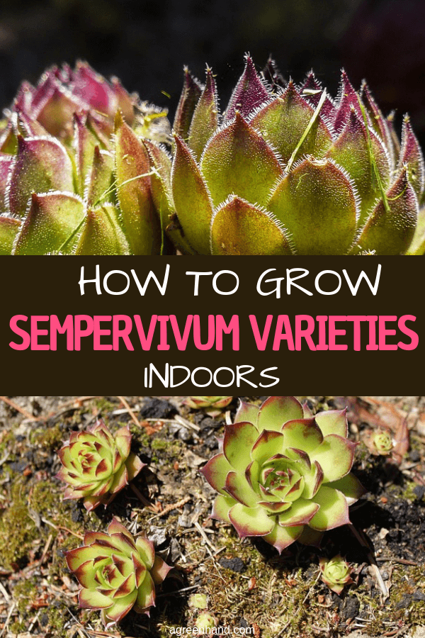 Sempervivums are well known as a garden plant but are also attractive, low-maintenance houseplants. They lend themselves to creative displays. Taking more care of sempervivums does produce better specimens, though they most definitely are a low- or easy-maintenance houseplant. #sempervivum #growsempervivumindoors #growsempervivum #agreenhand