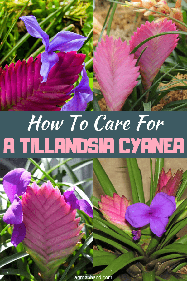 Tillandsia Cyanea, or pink quill, is a popular bromeliad houseplant that is quite attractive if it can be maintained properly. Maintaining the pink quill requires some care, but if suitable conditions are in place and propagation is successful, this tillandsia will last a few years. #Tillandsiacyanecare #TillandsiaCyanea #pinkquillcare #pinkquill