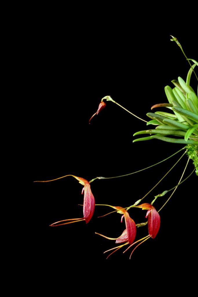 Trisetella gemmata (The Sparkling Trisetella) orchid