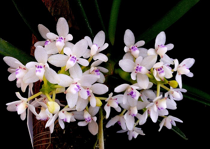 Tuberolabium woodii orchid