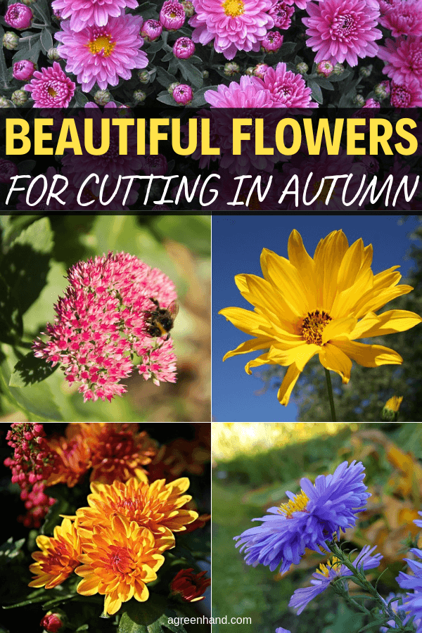 Beautiful Flowers For Cutting In Autumn