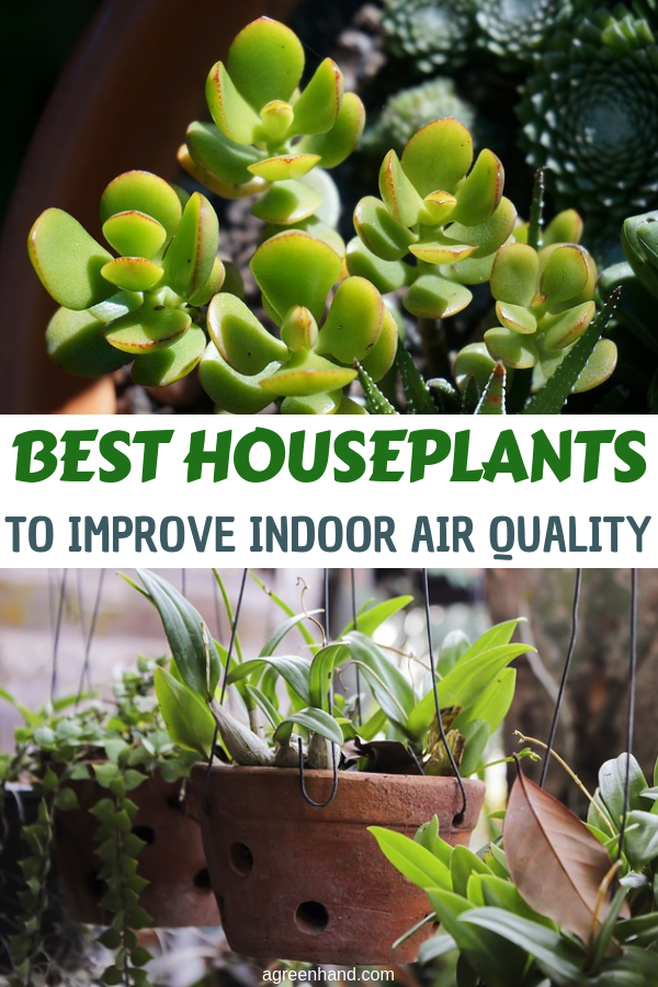 Specific houseplants have been shown to have the capability of absorbing harmful gases and chemicals, quietly improving indoor air quality while adding a touch of beauty. #houseplants #besthouseplants #agreenhand