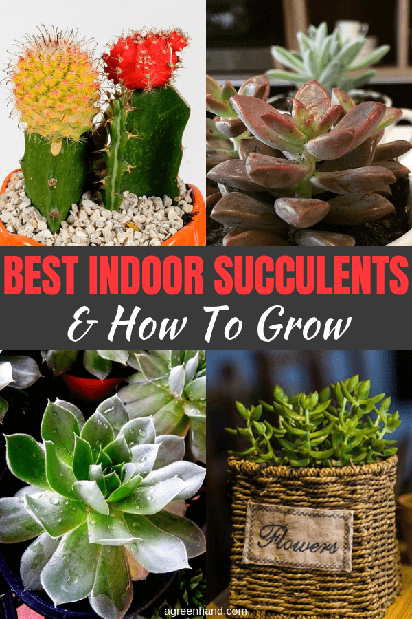 If you love succulents, but they can’t survive in your cold climate, grow them as houseplants all year long or overwinter them as houseplants. . Success with growing succulents in the house depends on duplicating the native habitat as closely as possible. #indoorsucculents #succulents #agreenhand #growingsucculents