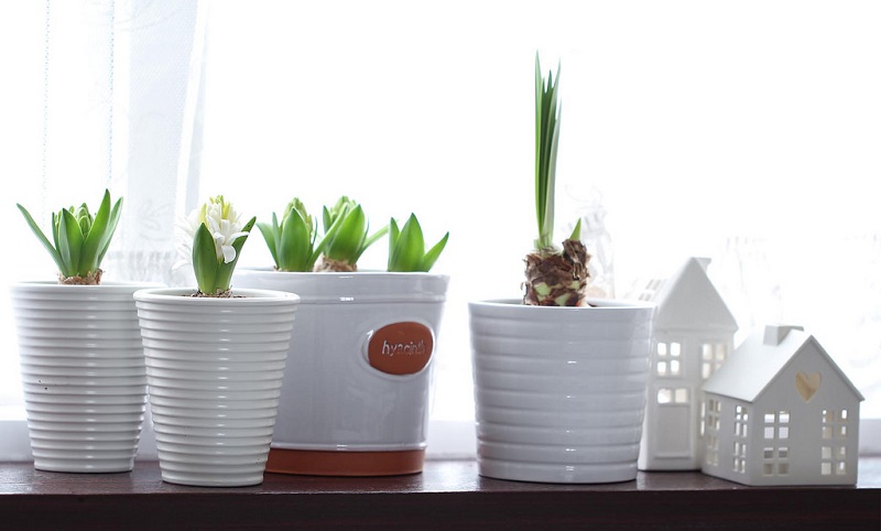 forcing spring bulbs indoors