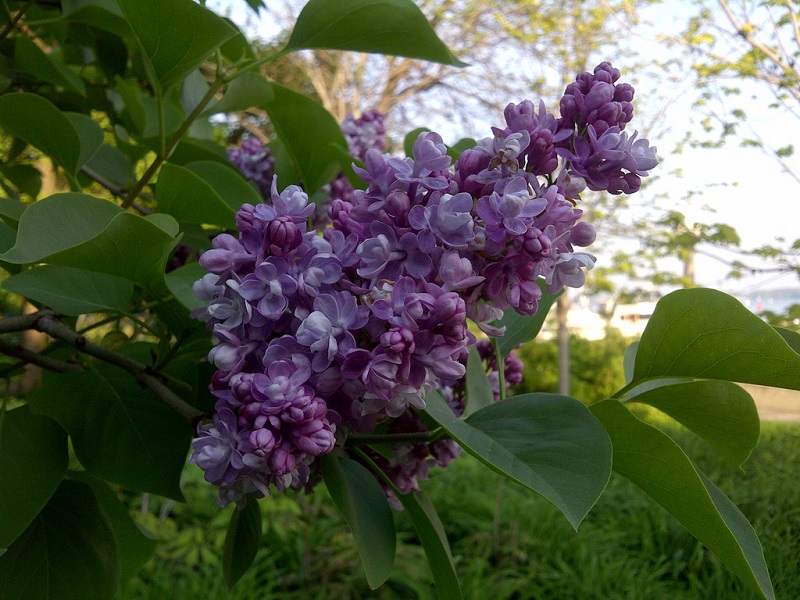 Fragrant Lilac tree