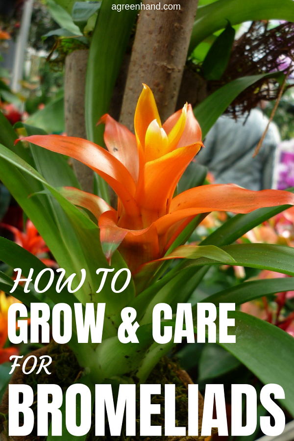 Bromeliads or Bromeliaceae are the popular houseplants. Here are all instructions for growing and caring Bromeliad plants indoors and outdoors.