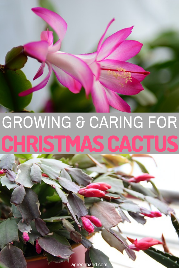Christmas cactus are colorful and very easy to grow. Learn how to care for, encourage repeated winter flowering, and propagate them.