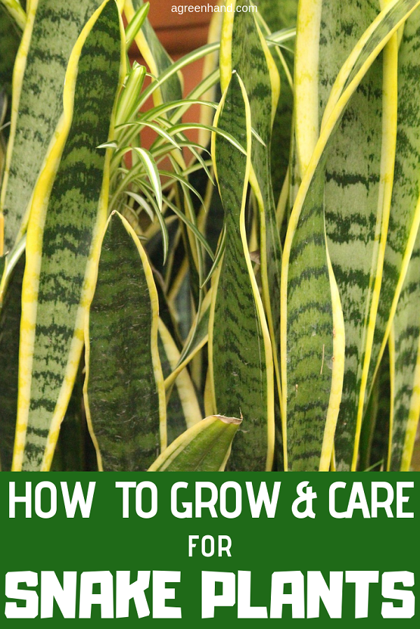Snake plant, also known as Mother in law’s Tongue or Sansevieria is simple plant to grow and care indoors or outdoors, in low light gardens. Check out here to learn more how to grow and care for snake plants