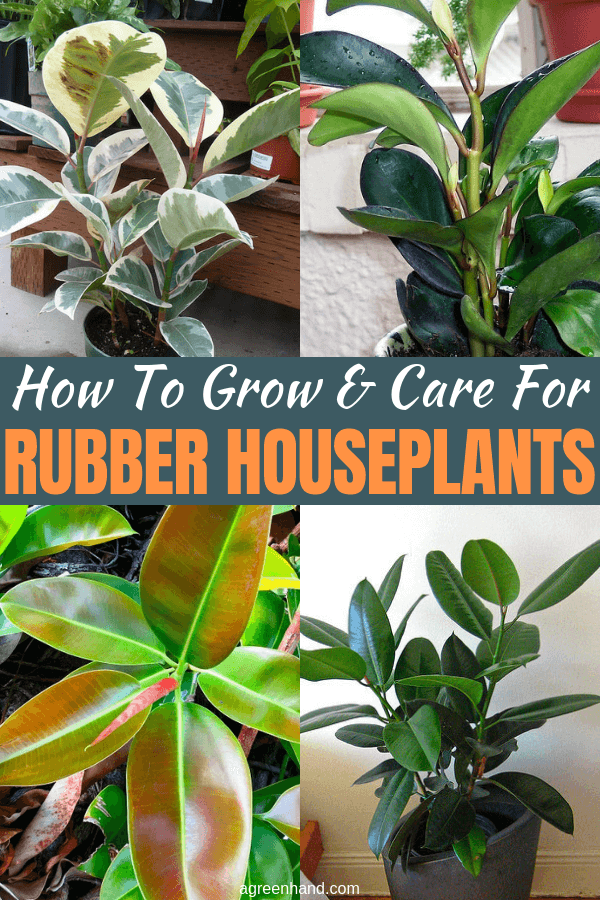 The Rubber plant (Ficus elastica) is one of the most popular houseplants that virtually anyone can grow and maintain. This plant is hearty, robust and forgiving (even for gardeners without a green thumb). #rubberhouseplants #rubberplantcare #growingrubberplants#agreenhand #houseplants