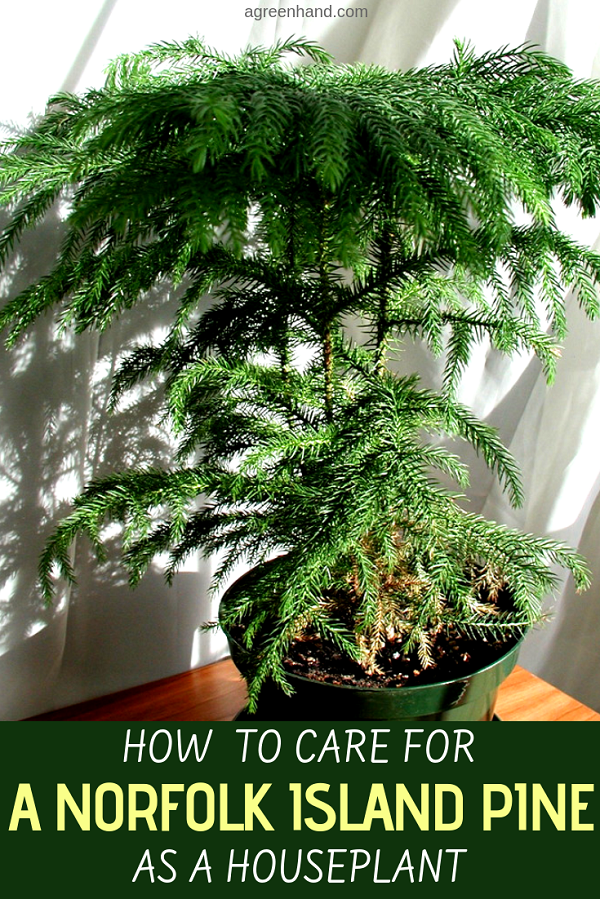 There is a Christmas tree plant that can be grown indoors. The Norfolk Island pine grows to around five feet tall as a houseplant and decorous feature. #norfolkislandpine #norfolkislandpinecare #houseplants #agreenhand