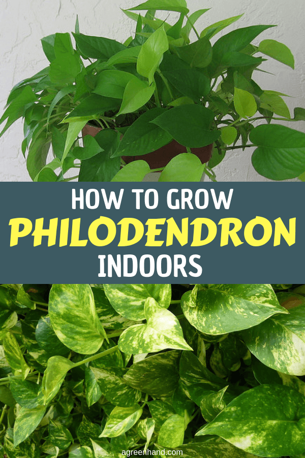 Use indoor time this winter to learn about basic plant care. A philodendron will be your best guinea pig. It’s a common saying that you can’t kill a philodendron. #growphilodendron #philodendroncare #philodendron #agreenhand #houseplants