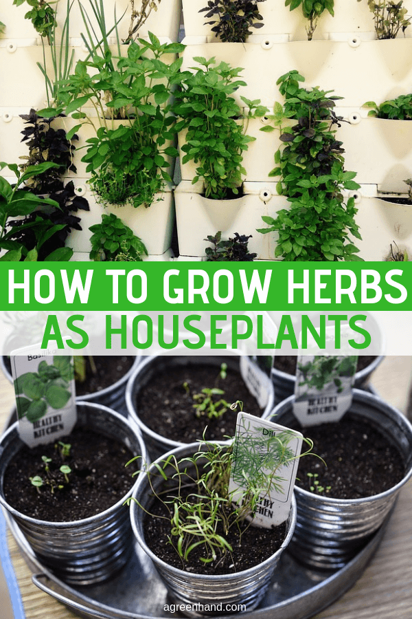 Houseplants can also render themselves even more useful if we use the right plants. I’d like to suggest using herbs as houseplants. Their various colors, tantalizing aromas, and general usefulness in the kitchen and “medicine cabinet” render them ideal choices. #herbs #howtogrowherbs #houseplants #agreenhand #growherbsindoors