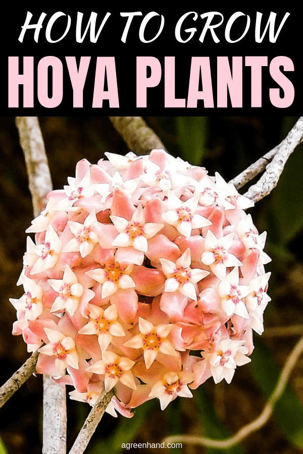 Hoya are epihytic, growing on trees and in crevices in tropical regions. A common mistake when growing Hoya plants is to keep the soil consistently moist as with many tropical plants. With a bit of knowledge, they are easy to grow. #hoyaplant #hoyaplantscare #growinghoyaplants #agreenhand
