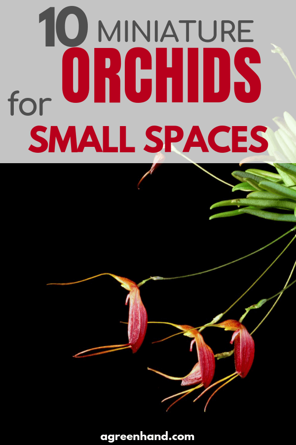 Top 10 miniature orchids for small spaces