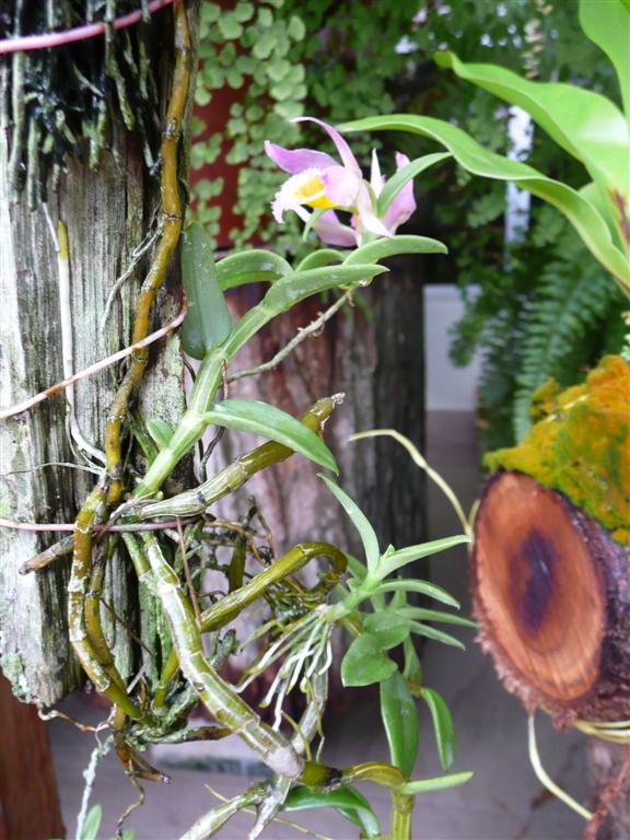 Orchids On Bark
