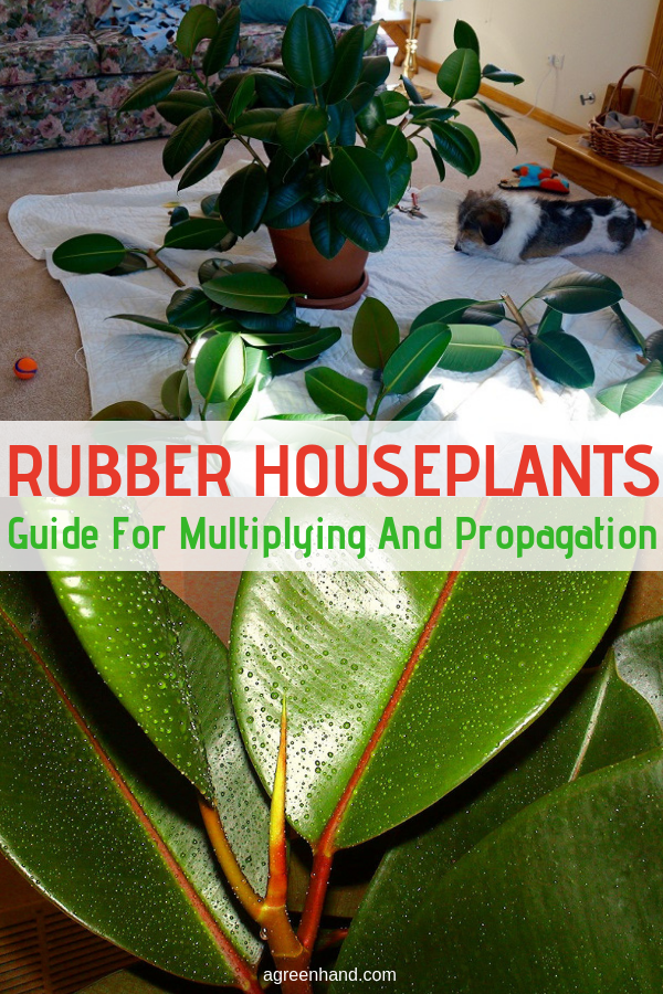 Rubber houseplants are easy to multiply and propagate with plant leaves used as cuttings. Learn how to have lots of these potted plants. #rubberhouseplants #propagationrubberplants #agreenhand