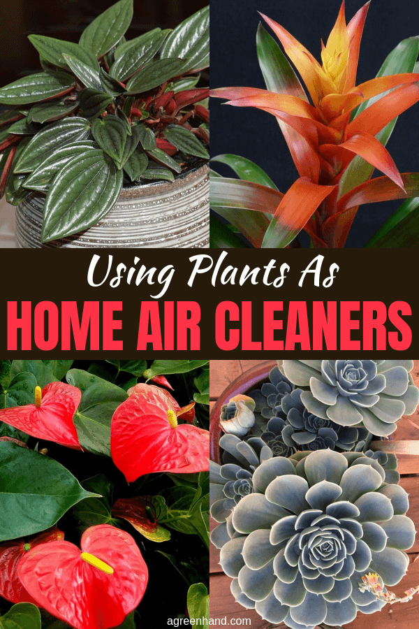Home air cleaners that use ionic or ozone producing technology can make your inside air pollution problem worse. Using plants is a healthy alternative. #houseplants #indoorplants #agreenhand