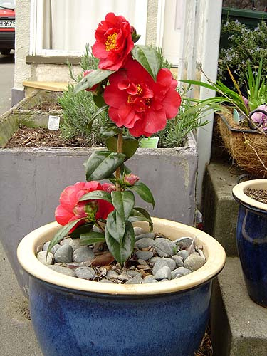 camellia pot