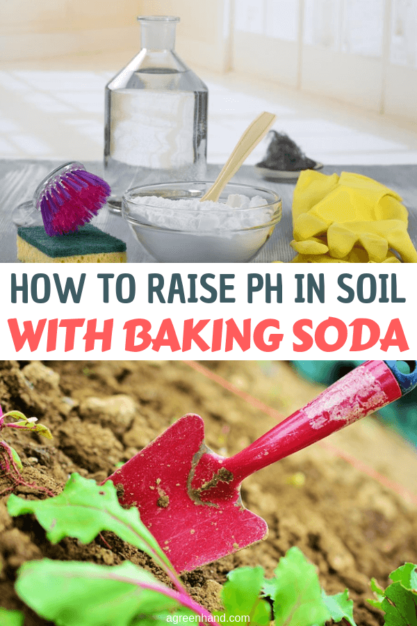 Your soil pH will determine what plants you can grow in your garden and how healthy they will grow. However, you should not let low pH or acidity restrict you since with a little effort and some baking soda you can raise it to the level that you desire. With the four easy steps you can increase and manage the pH easily with little effort and money. #phsoil #raisephsoil #bakingsoda #agreenhand 