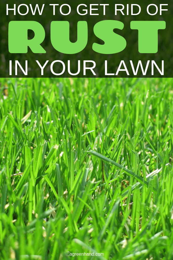 how to get rid of rust in your lawn