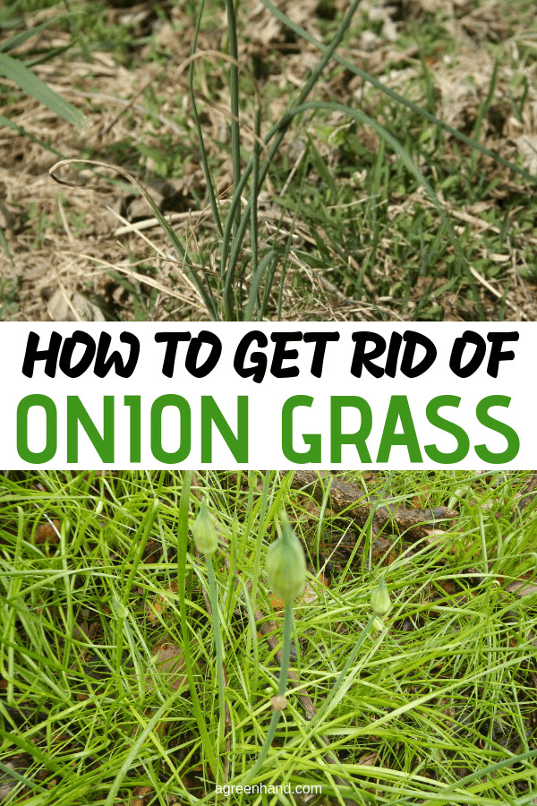 I'm gonna show you how to get rid of wild onions, wild garlic or whatever you usually call it (onion grass) - without damaging your lawn much and without using chemicals. #oniongrass #lawncare #getridofoniongrass #agreenhand